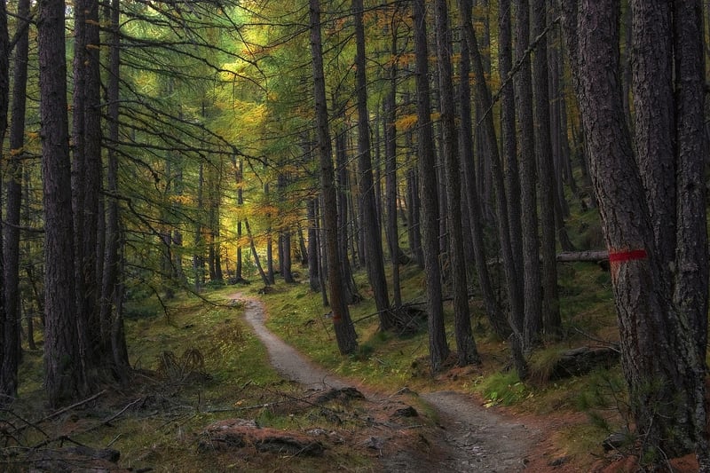 Navigating Trails